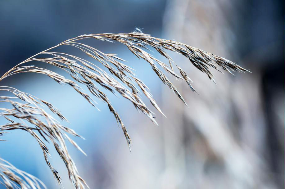 MF006 Wall décor art photographic on canvas botanical autumn grass close up